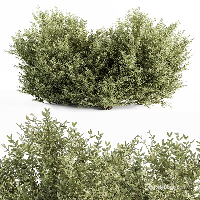Lush Green Shrub With Dense Foliage And Fresh Leaves For Garden Landscaping 3d model 