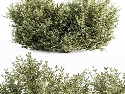 Lush Green Shrub With Dense Foliage And Fresh Leaves For Garden Landscaping 3d model