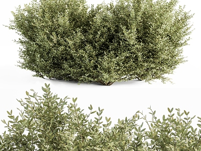 Modern shrub bush grass 3d model