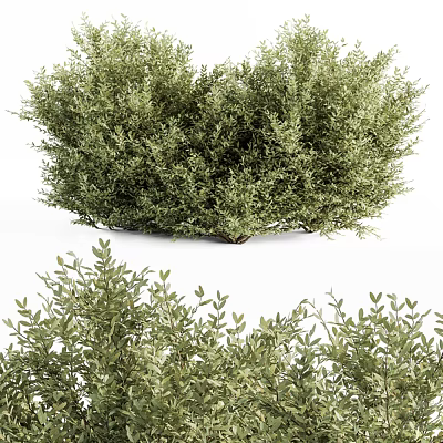 Lush Green Shrub With Dense Foliage And Fresh Leaves For Garden Landscaping 3d model