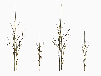 Four Decorative Plants With Branches And Small Leaves On White Background 3d model