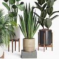 Indoor Potted Plants Bamboo Palm Rubber Snake Plant In Black Beige Pots On Stands Tables
