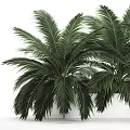 Lush Green Potted Palm Plants with Large Feathery Leaves in White Planters