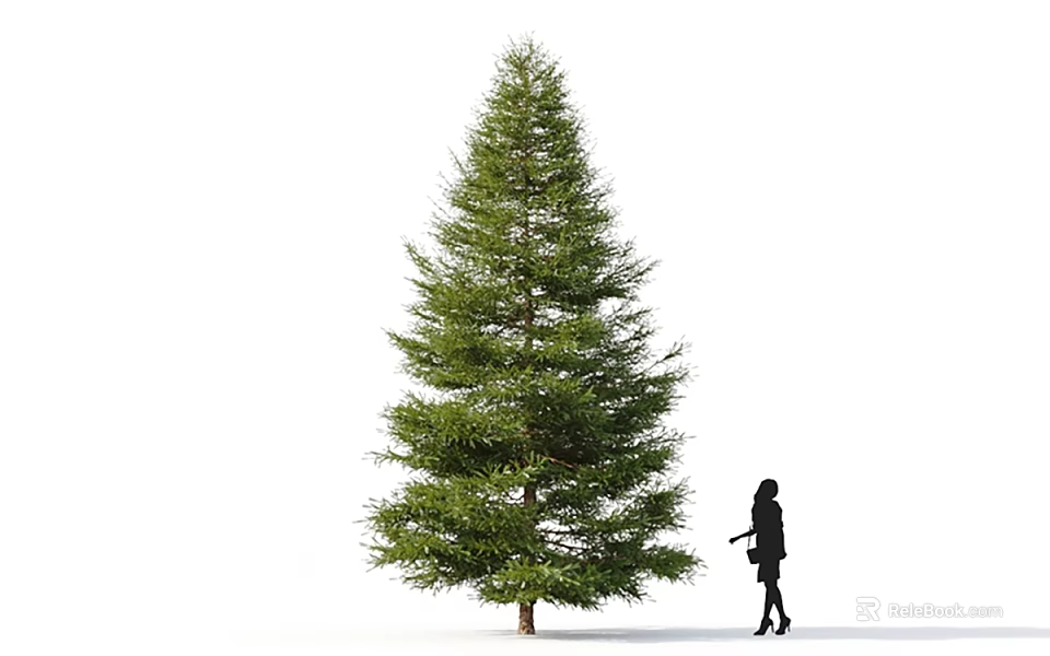 Tall Evergreen Tree With Lush Foliage And Person Standing Beside 3d model 