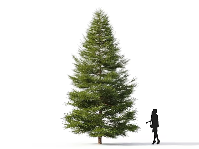Tall Evergreen Tree With Lush Foliage And Person Standing Beside 3d model