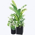 Modern indoor potted plants 3d model