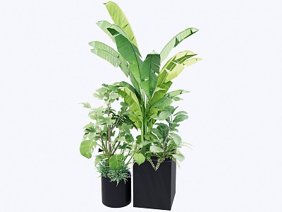 Modern indoor potted plants 3d model