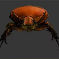 Red Beetle Close Up View With Vibrant Orange Exoskeleton And Black Legs
