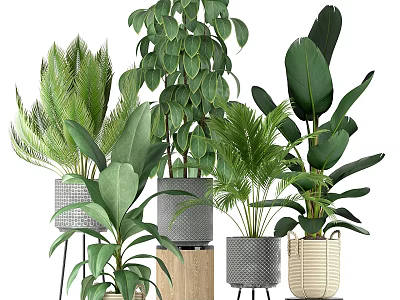 Indoor Decorative Green Plant Set With Various Planters And Leafy Foliage 3d model