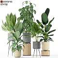 Indoor Decorative Green Plant Set With Various Planters And Leafy Foliage