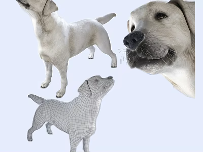 Realistic And Wireframe Labrador Retriever 3d model