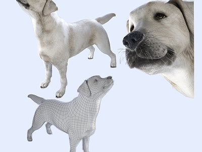 Animal Pet Dog Chinese Pastoral Dog 3d model