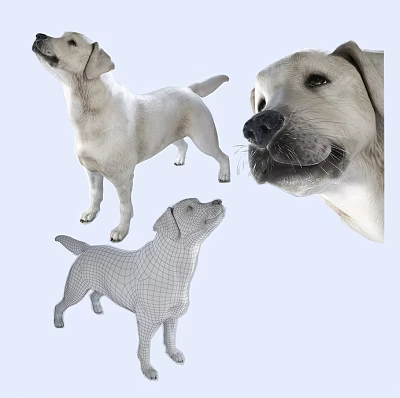 Realistic And Wireframe Labrador Retriever 3d model Realistic And Wireframe Labrador Retriever 3d model