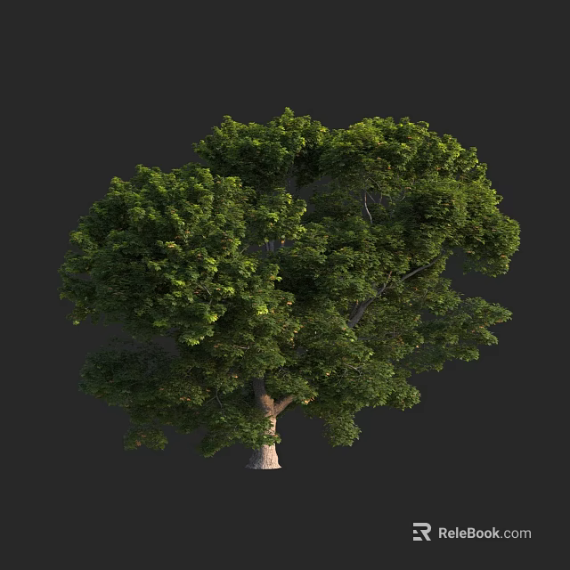 Lush Green Tree with Full Canopy Strong Trunk and Healthy Foliage 3d model 
