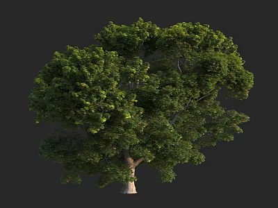 Lush Green Tree with Full Canopy Strong Trunk and Healthy Foliage 3d model
