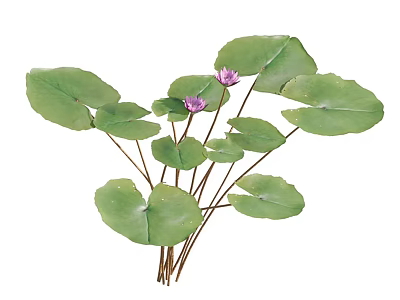 Healthy Vibrant Aquatic Plants with Large Green Leaves and Purple Blooms 3d model