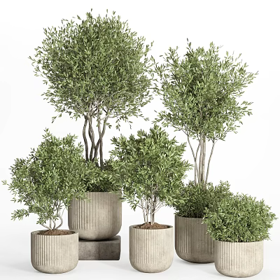 Olive Tree Bonsai Potted Plants in Various Sizes with Minimalist Ceramic Pots 3d model