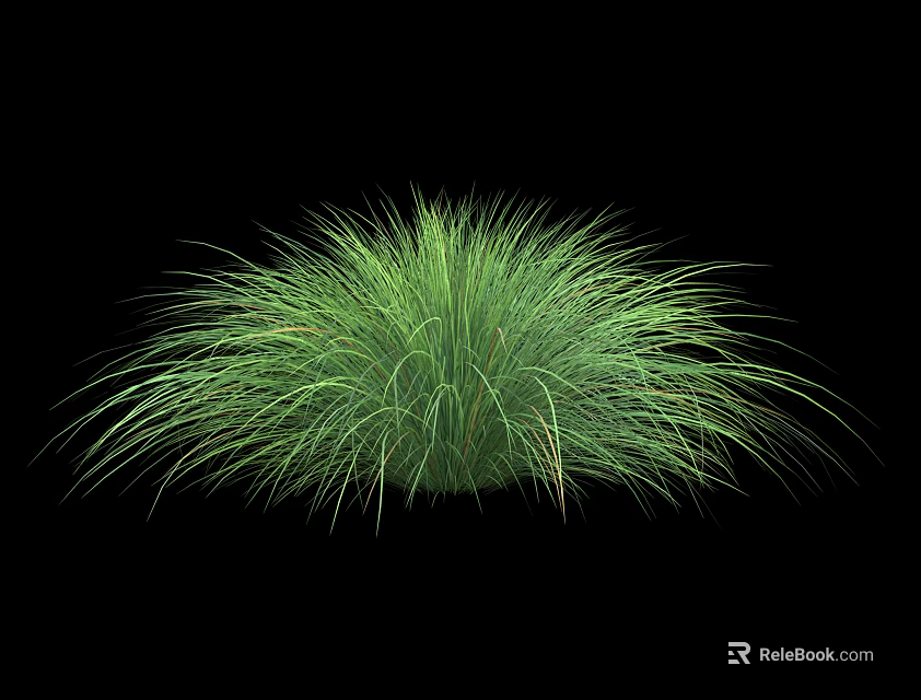 Lush Green Shrub with Long Slender Feathery Leaves Isolated on Black 3d model 