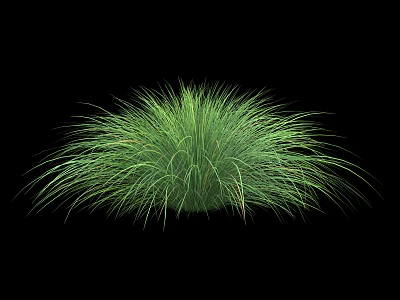 Lush Green Shrub with Long Slender Feathery Leaves Isolated on Black 3d model