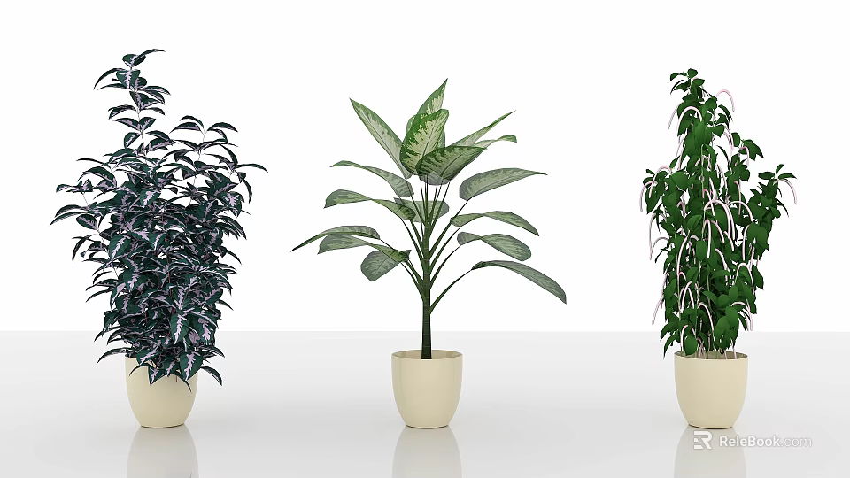 Different Types of Indoor Potted Plants in White Ceramic Pots on White Background 3d model 