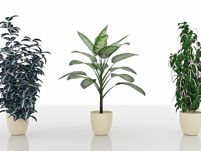 Different Types of Indoor Potted Plants in White Ceramic Pots on White Background 3d model