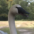 White Swan With Spread Wings Standing On Green Grassland In Natural Habitat