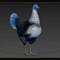 Black and White Feathered Chicken with Red Comb and Orange Feet on Gray Background