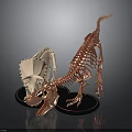 Dinosaur Skeletons Display Triceratops Skull And Small Dinosaur White Copper Color On Black Base