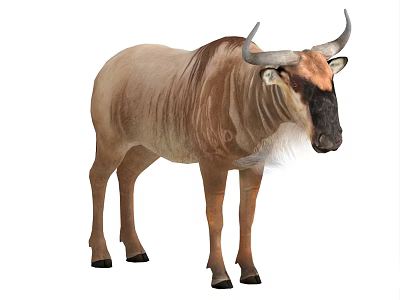 Brown Wildebeest With Curved Horns Standing Isolated On White Background 3d model