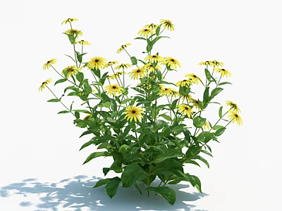 Lush Green Leaf Plant With Bright Yellow Flowers In Natural Garden Setting 3d model