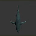 Turquoise Shark 3D Model With Open Mouth And Exposed Teeth On Gray Background With Reflection