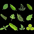 Modern plant tree leaf graphic pattern silhouette 3d model