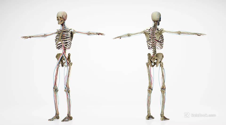 Human Limbs Skeleton Structure With Blood Vessels And Nerves Front And Back Views 3d model 