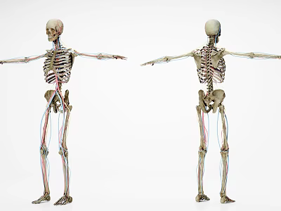 Human Limbs Skeleton Structure With Blood Vessels And Nerves Front And Back Views 3d model