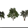 Diverse Arbor Tree Types with Palm Broad and Coniferous Lush Foliage