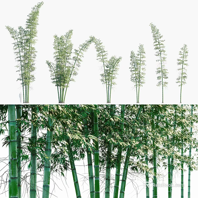 Green Bamboo Plants With Tall Stems And Lush Leaves In Natural Forest 3d model 