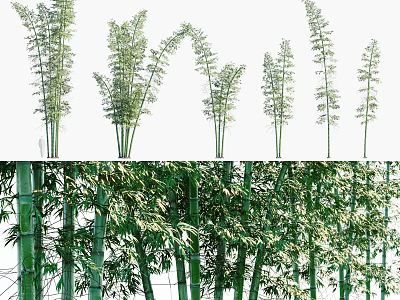Green Bamboo Plants With Tall Stems And Lush Leaves In Natural Forest 3d model