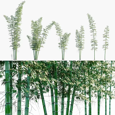 Green Bamboo Plants With Tall Stems And Lush Leaves In Natural Forest 3d model