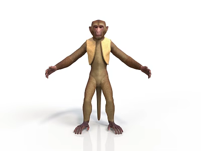 3D Rendered Monkey Model in Standing Pose With Vest Like Clothing on White Background 3d model