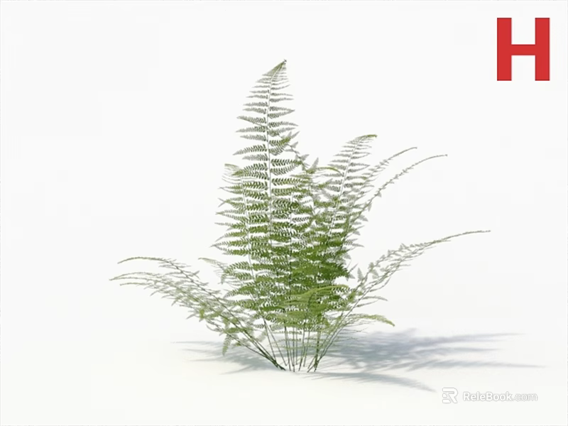 Lush Green Fern Plant With Delicate Feathery Leaves On White Background 3d model 