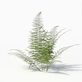 Lush Green Fern Plant With Delicate Feathery Leaves On White Background