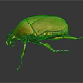 Striking Orange Beetle With Yellow Green Details And Shiny Body On Dark Background