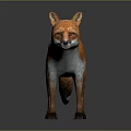 Lifelike Standing Fox with Perked Ears Orange and White Fur on Gray Reflective Surface