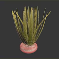 Long Leaf Green Houseplant In White Textured Round Pot On Dark Background