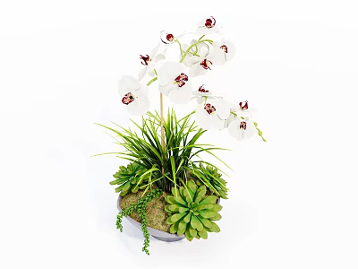 Bonsai Potted Plant Featuring White Orchids Green Grass Succulents Moss And Small Stones 3d model