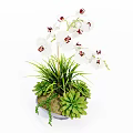 Bonsai Potted Plant Featuring White Orchids Green Grass Succulents Moss And Small Stones