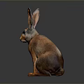 Realistic Brown Rabbit With Long Ears Sitting On Dark Shiny Surface 3d model
