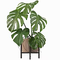 Bonsai Potted Monstera Plant With Large Split Green Leaves And Beige Pot Stand