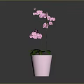 Pink Orchid Plant with Green Leaves and Pink Blooms in Pink Decorative Pot