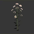 Beautiful Plant With Pink And White Flowers Green Stems Leaves On Dark Background